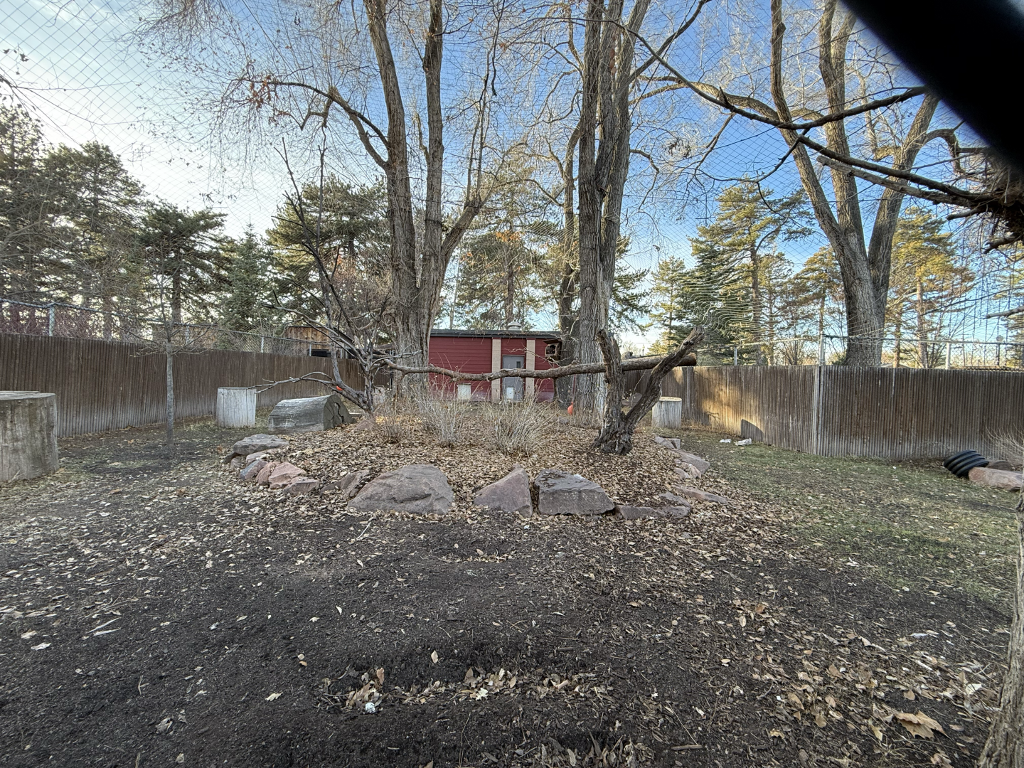 Southern Ground Hornbills