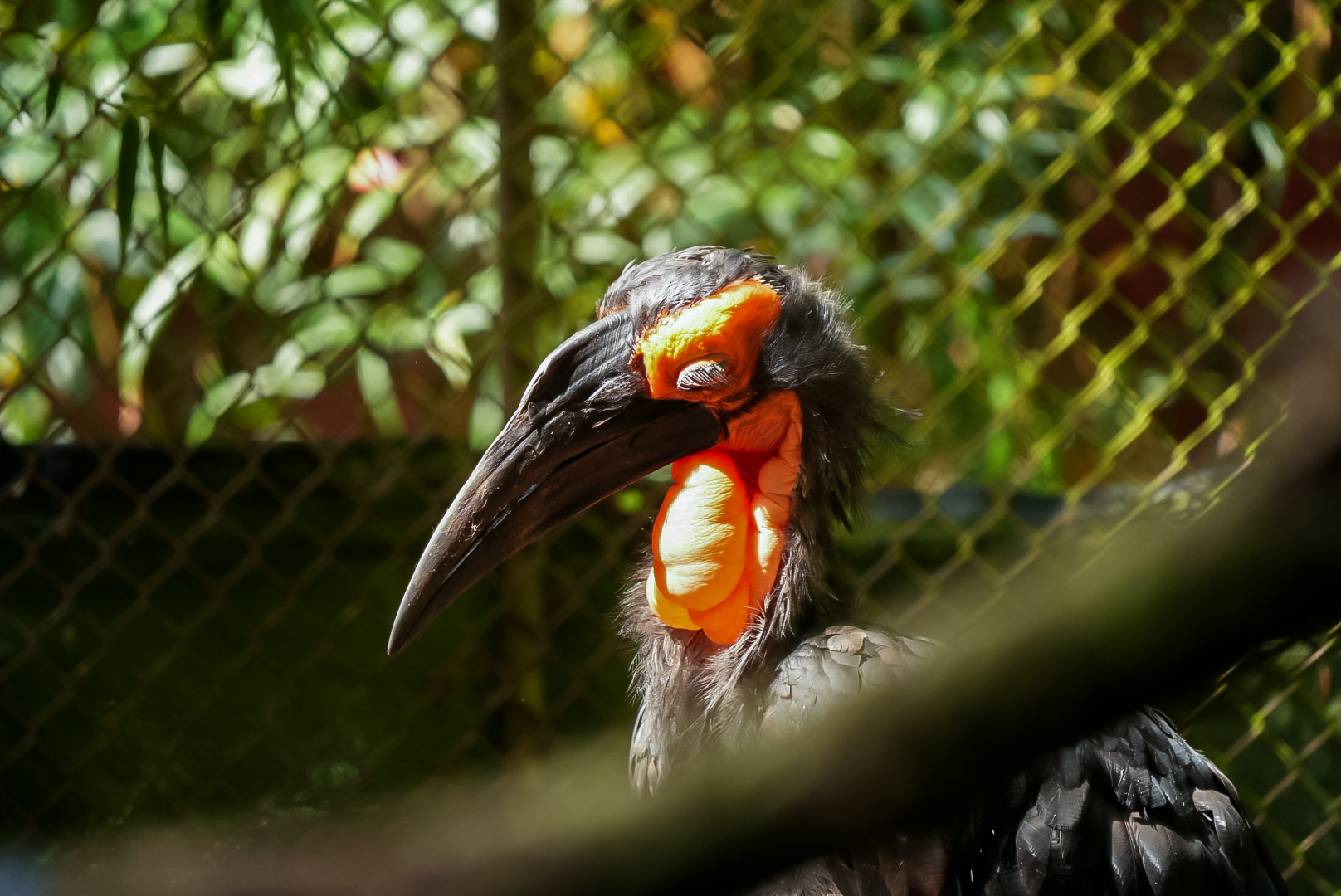 Southern Ground Hornbills