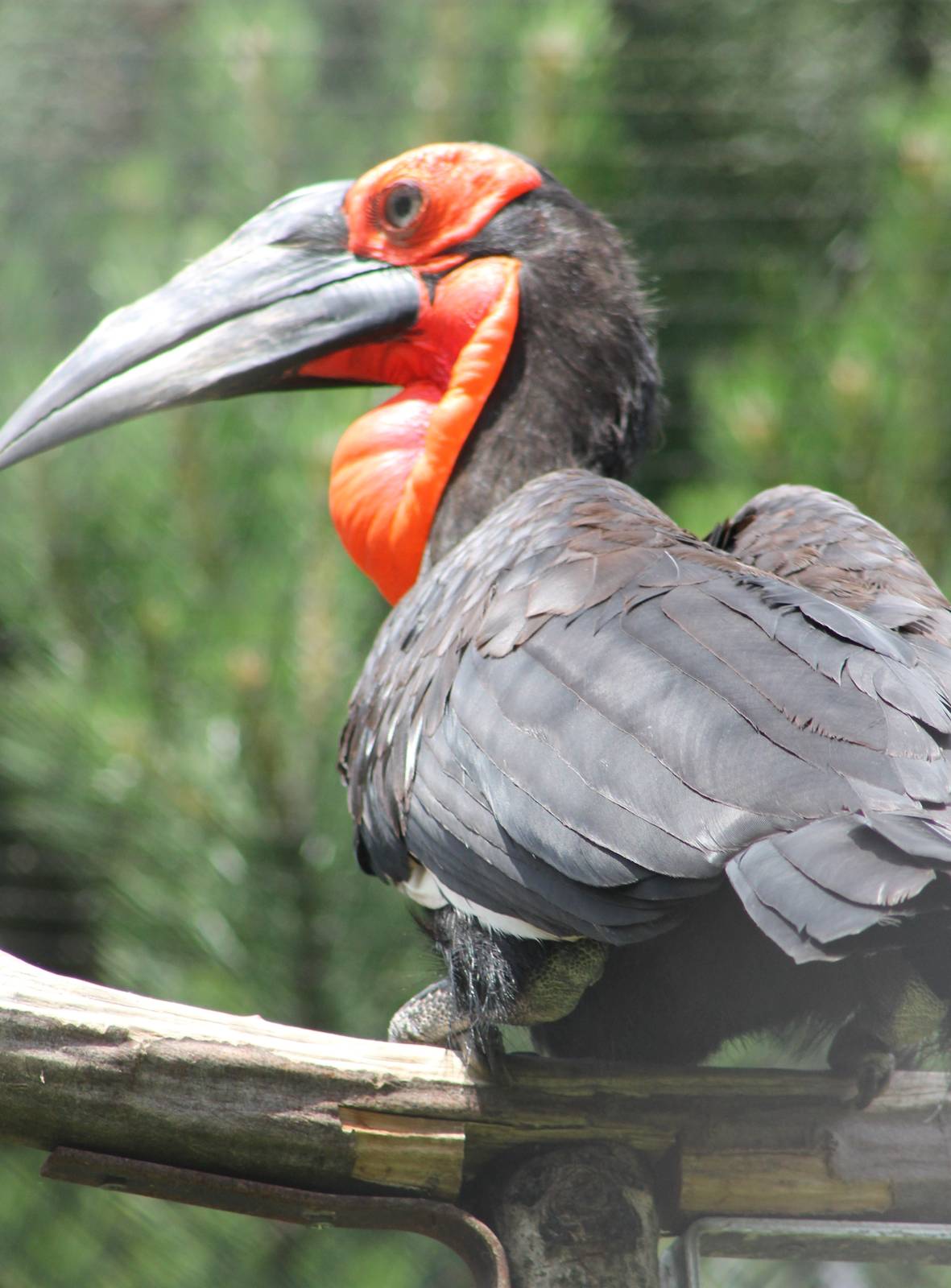 Southern groundhornbill