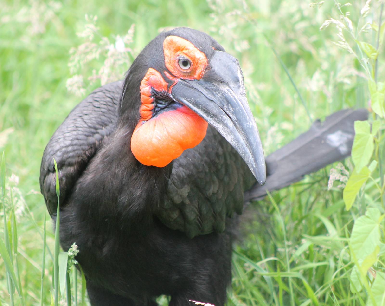 Southern groundhornbill