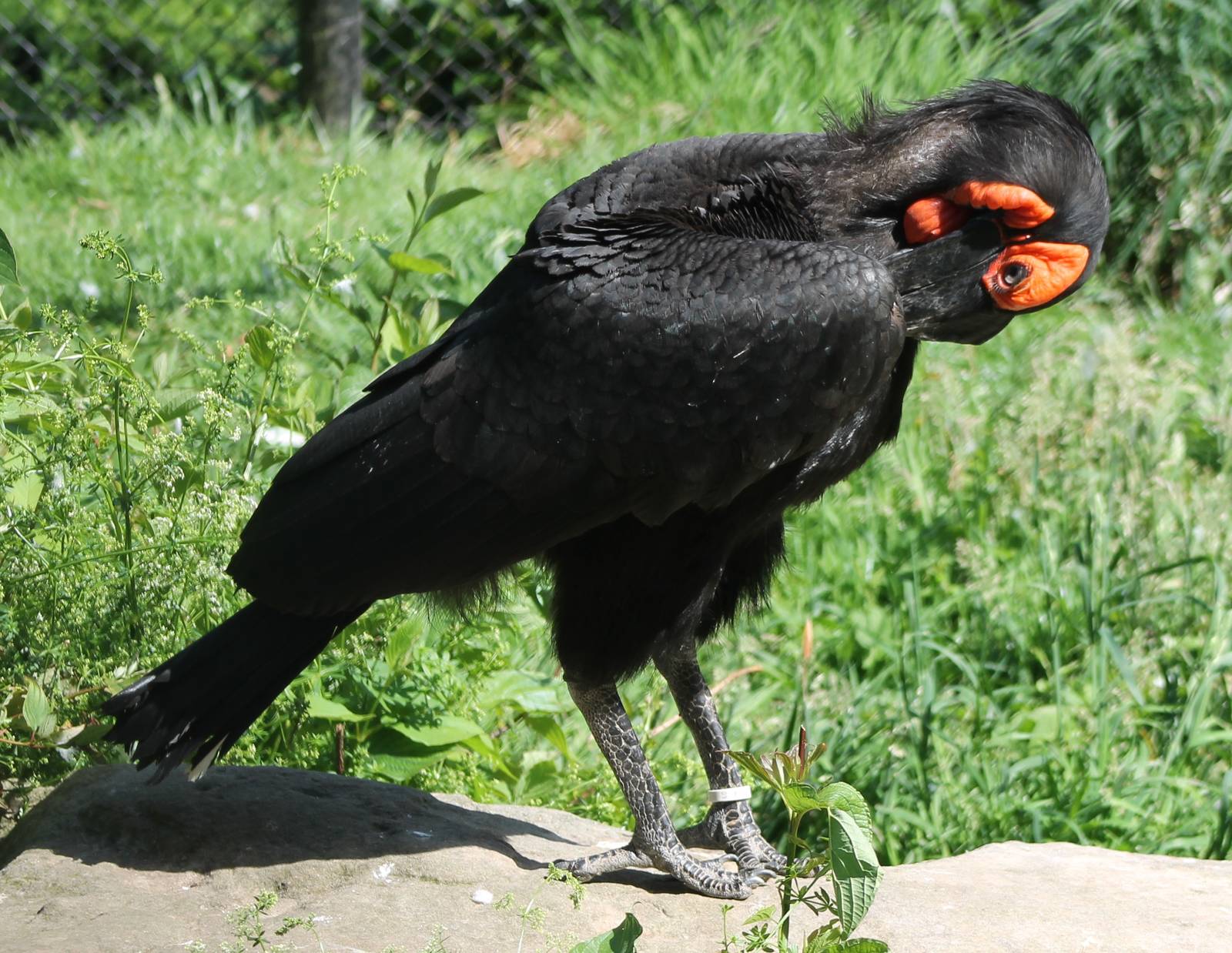 Southern groundhornbill
