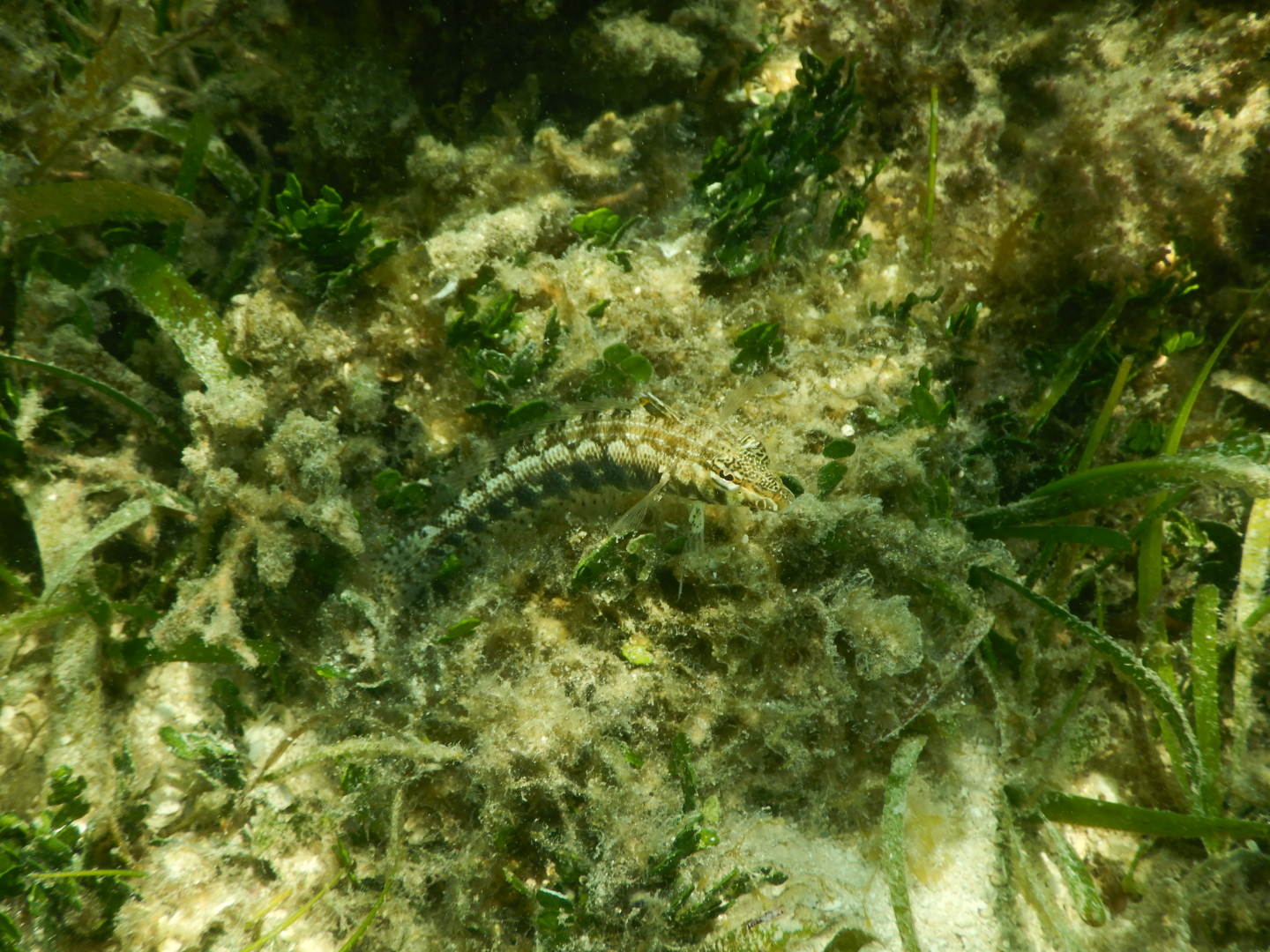Southern Grubfish (Parapercis australis) - Green Island