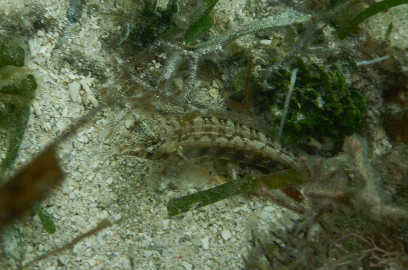 Southern Grubfish (Parapercis australis)