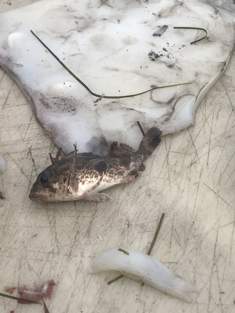 Southern Gurnard Perch