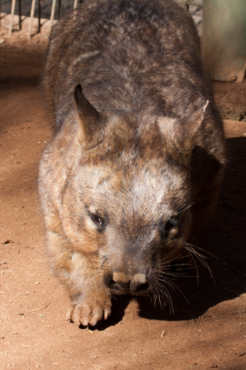 Southern Hairy Nose Wombat, Jul 2011