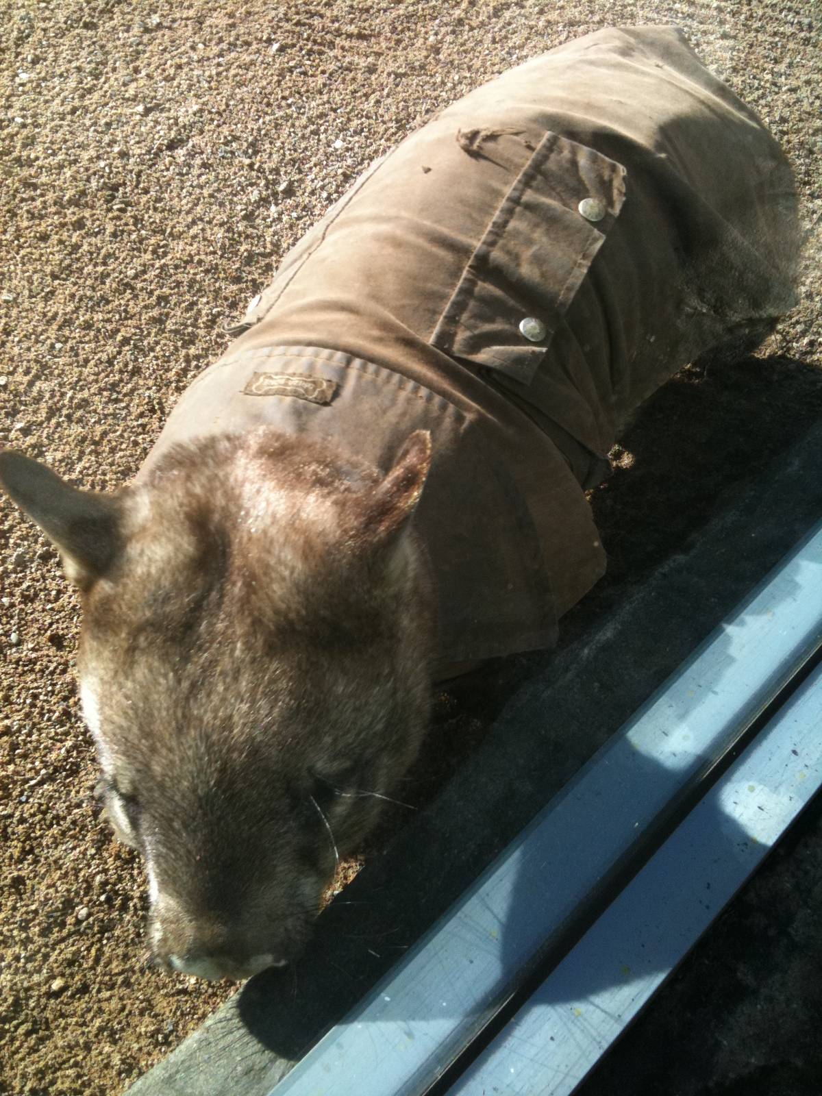 Southern hairy nose Wombat June 2010