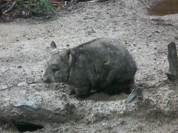 Southern Hairy Nose wombat