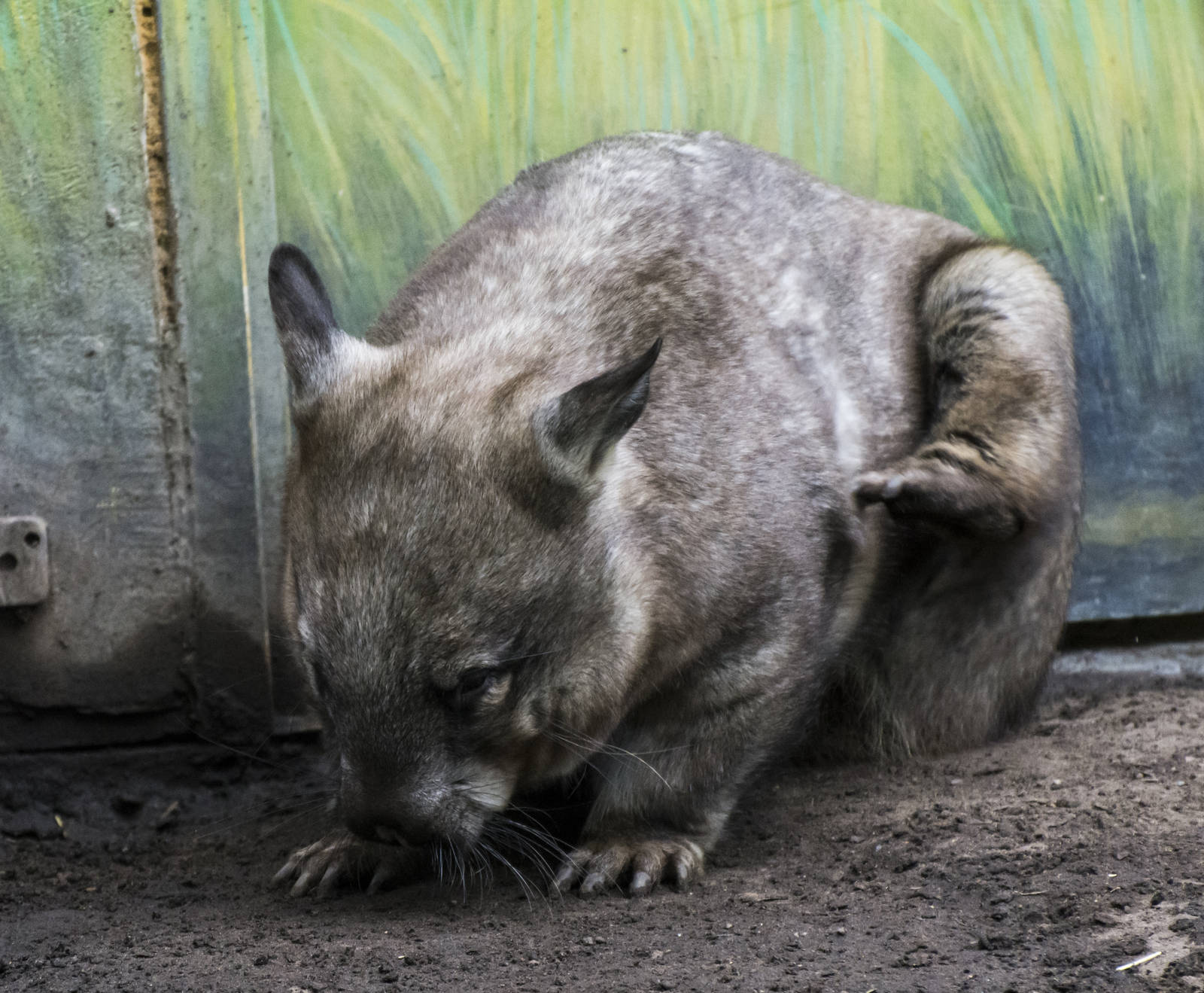 Southern Hairy-Nosed Wombat 02