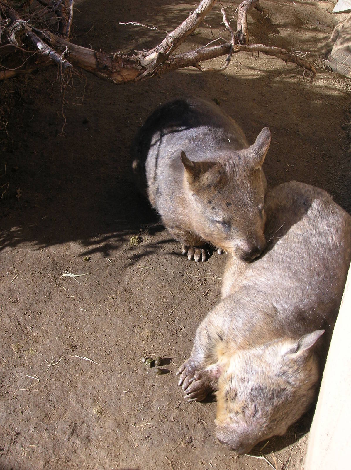 Southern Hairy-nosed Wombat 1-7-09