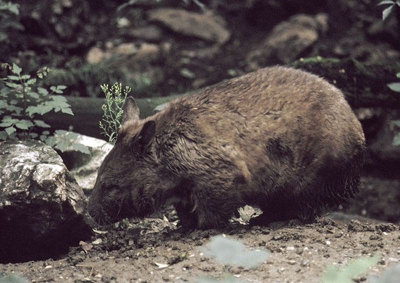 Southern hairy-nosed wombat 1973