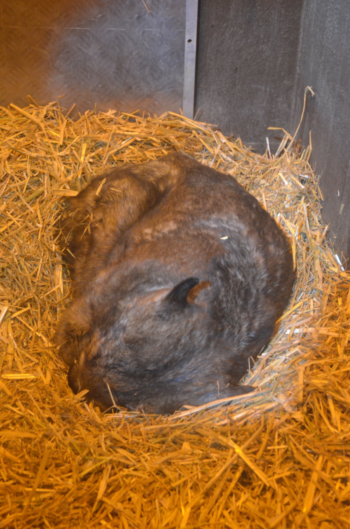 Southern Hairy-nosed Wombat at Longleat, 03/11/19