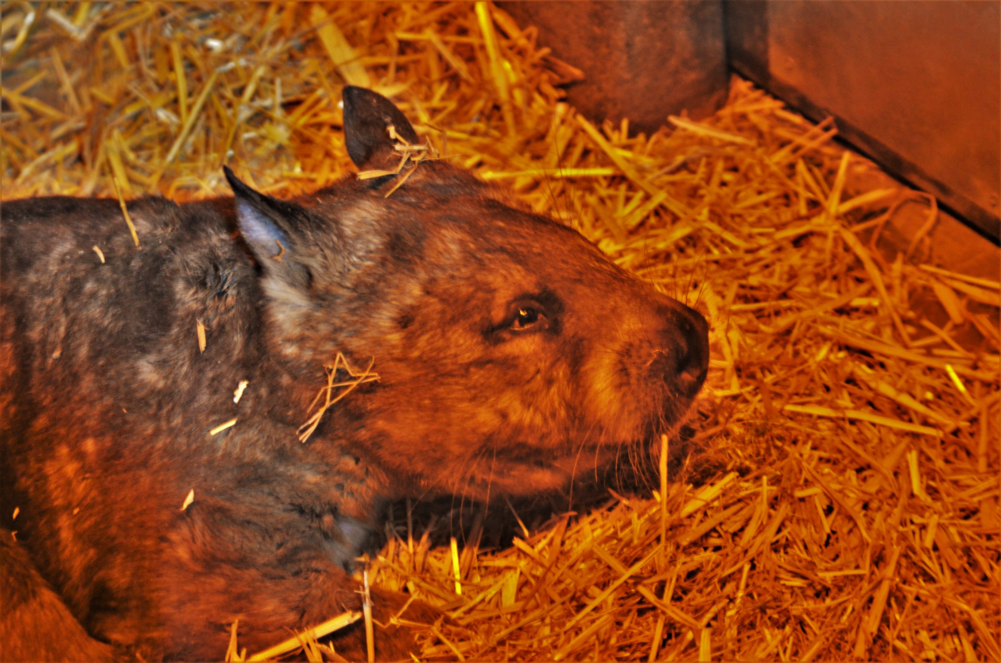 Southern Hairy-nosed Wombat at Longleat, 03/11/19