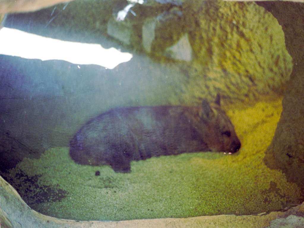 Southern Hairy-nosed Wombat at San Diego Zoo 1998