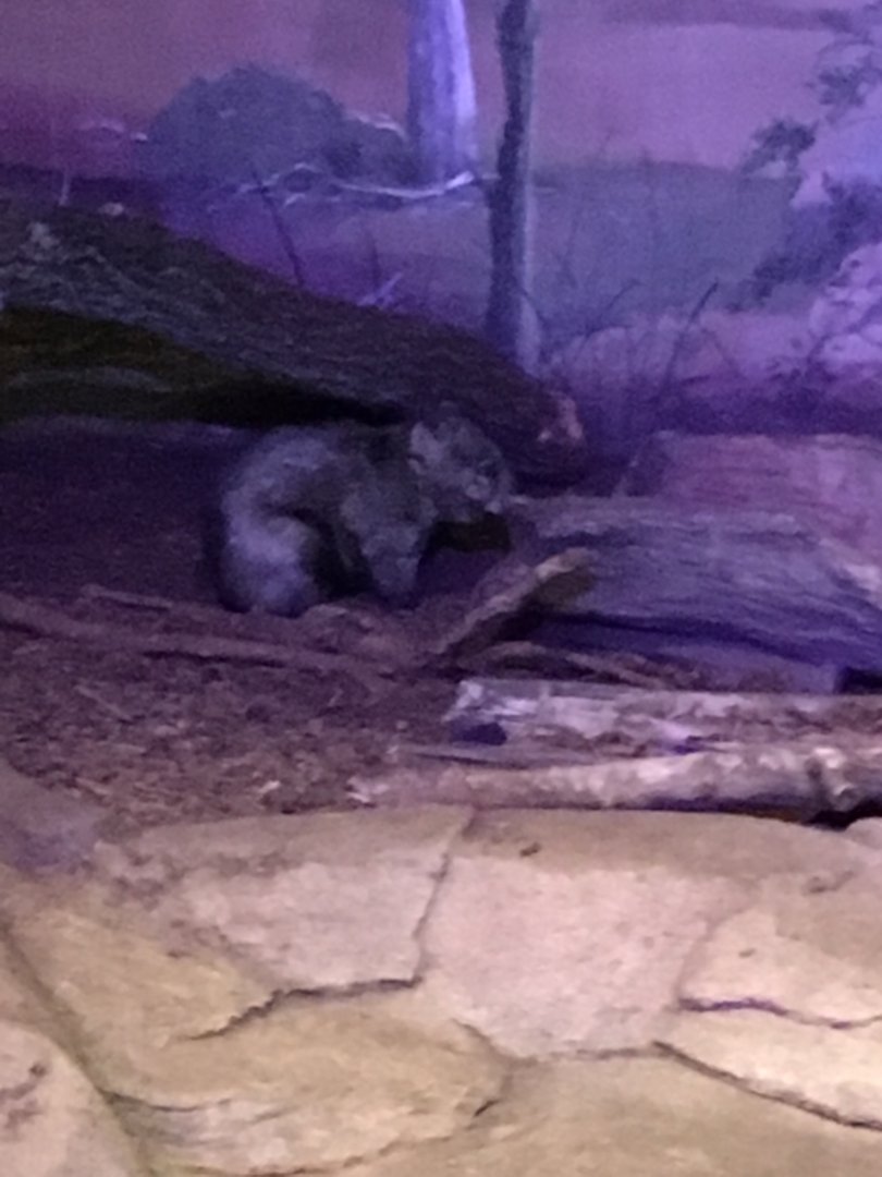 Southern Hairy-Nosed Wombat | Brookfield Zoo