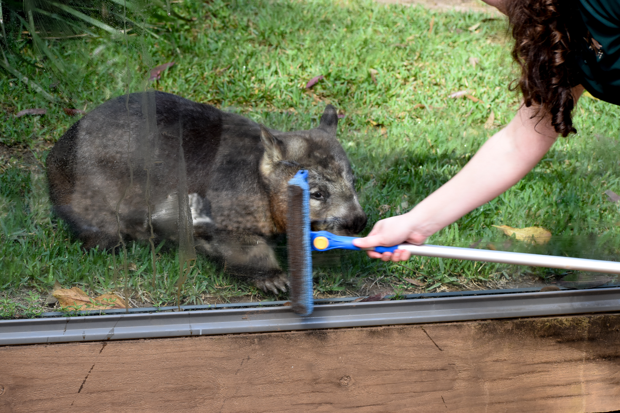 Southern Hairy-nosed Wombat chasing window cleaner
