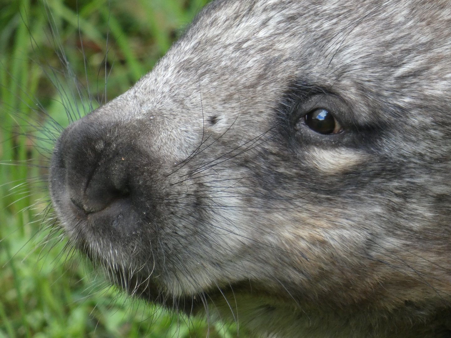 Southern Hairy-nosed Wombat close-up