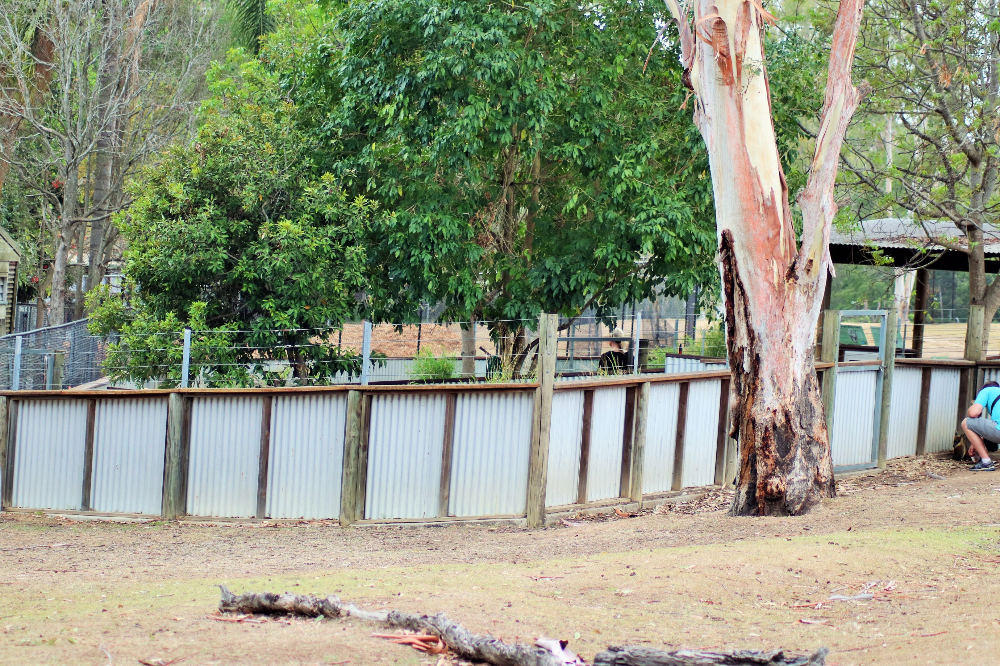 Southern Hairy-nosed Wombat/Echidna Enclosures