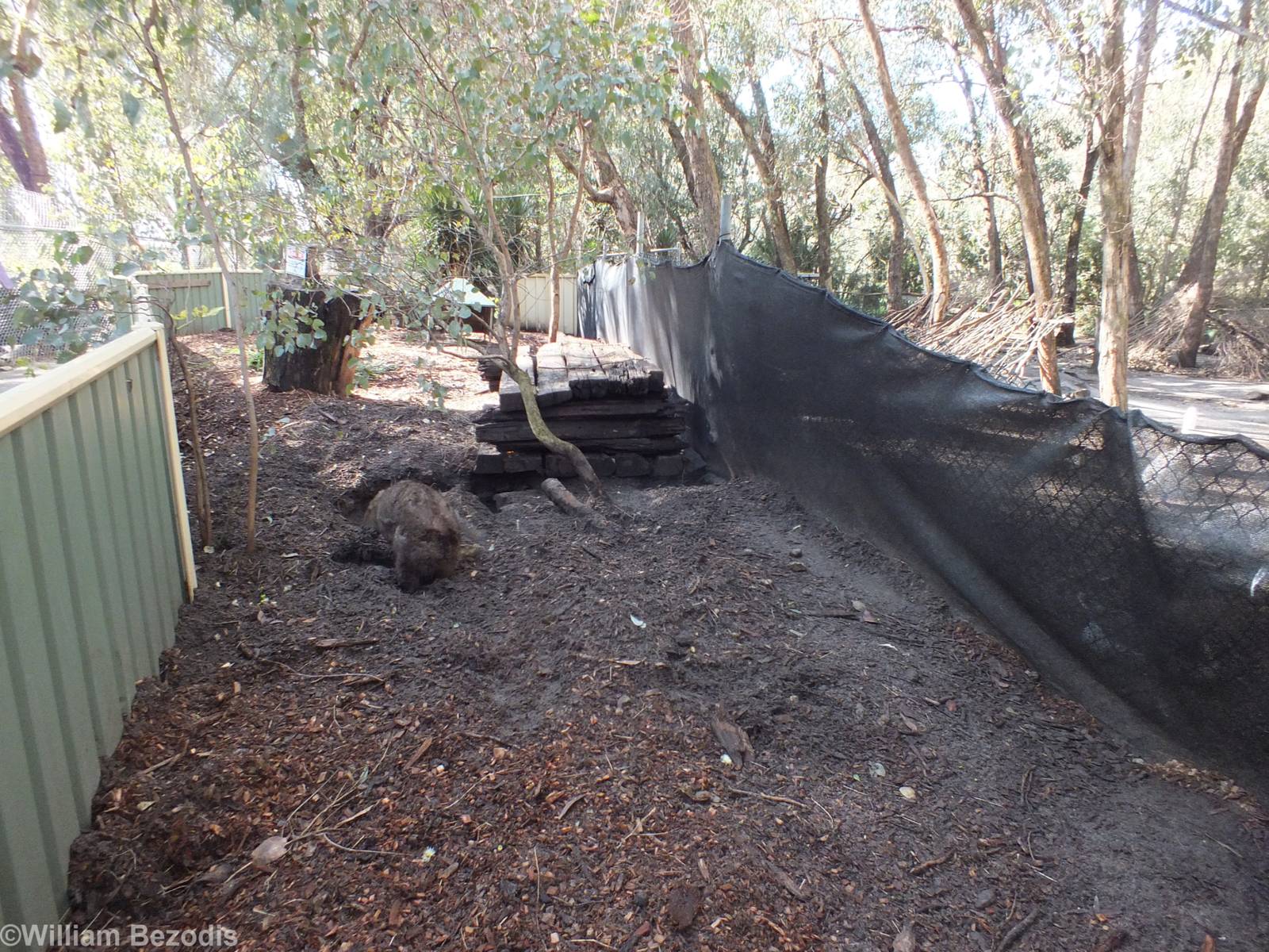 Southern Hairy-nosed Wombat Enclosure with Wombat