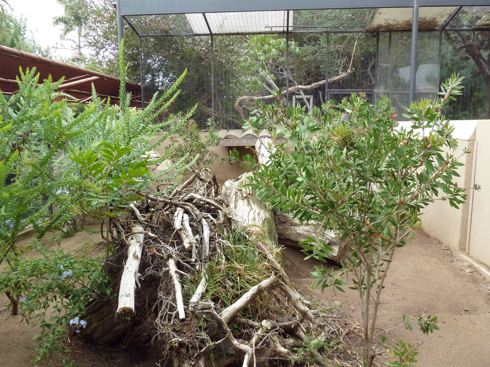Southern Hairy-Nosed Wombat Exhibit