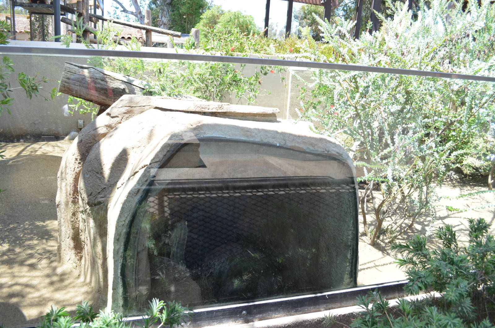 Southern Hairy-nosed Wombat Exhibit