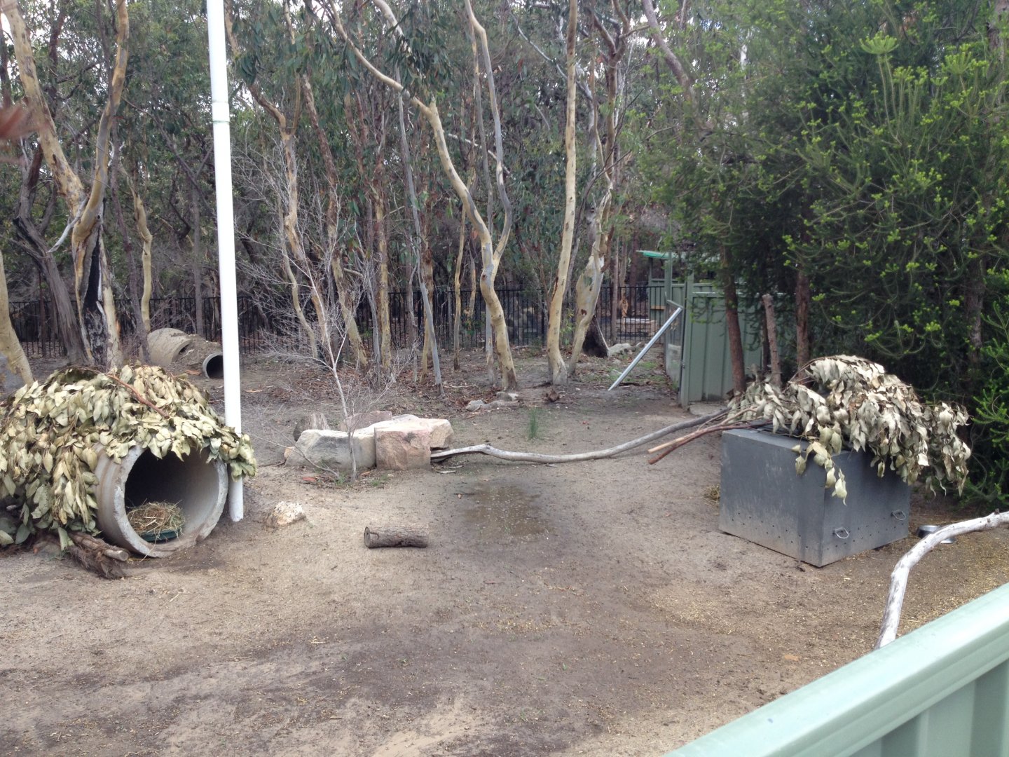 Southern Hairy-nosed Wombat exhibit