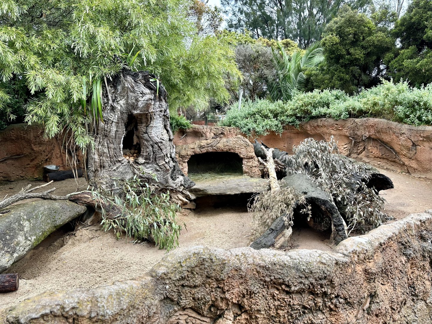 Southern Hairy-nosed Wombat Exhibit