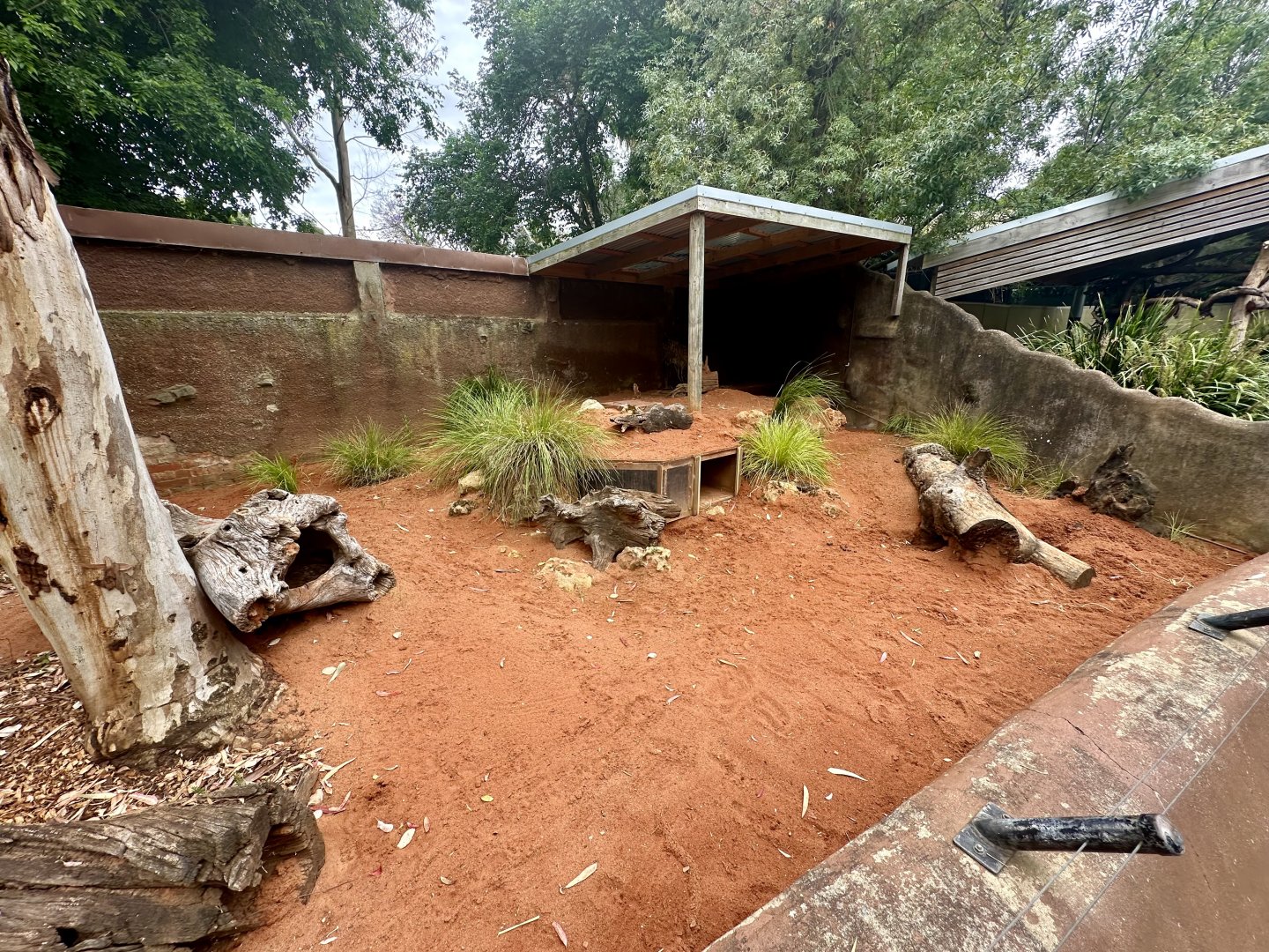 Southern Hairy-nosed Wombat Exhibit