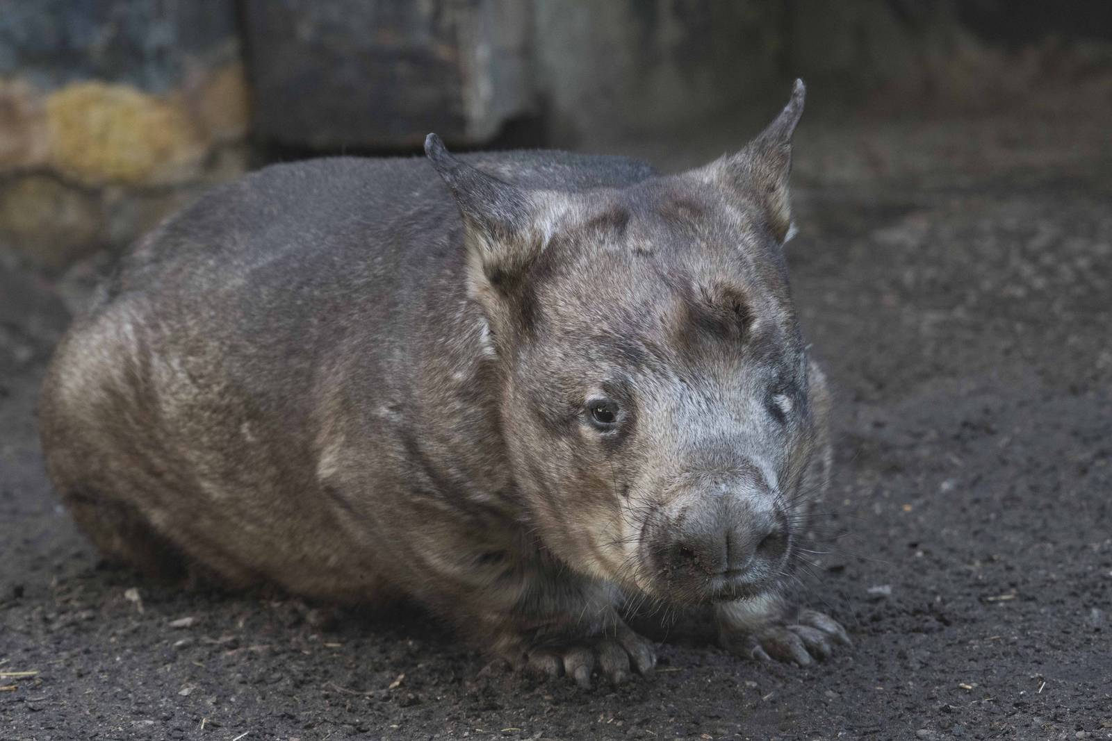 Southern Hairy-Nosed Wombat - Hamlet