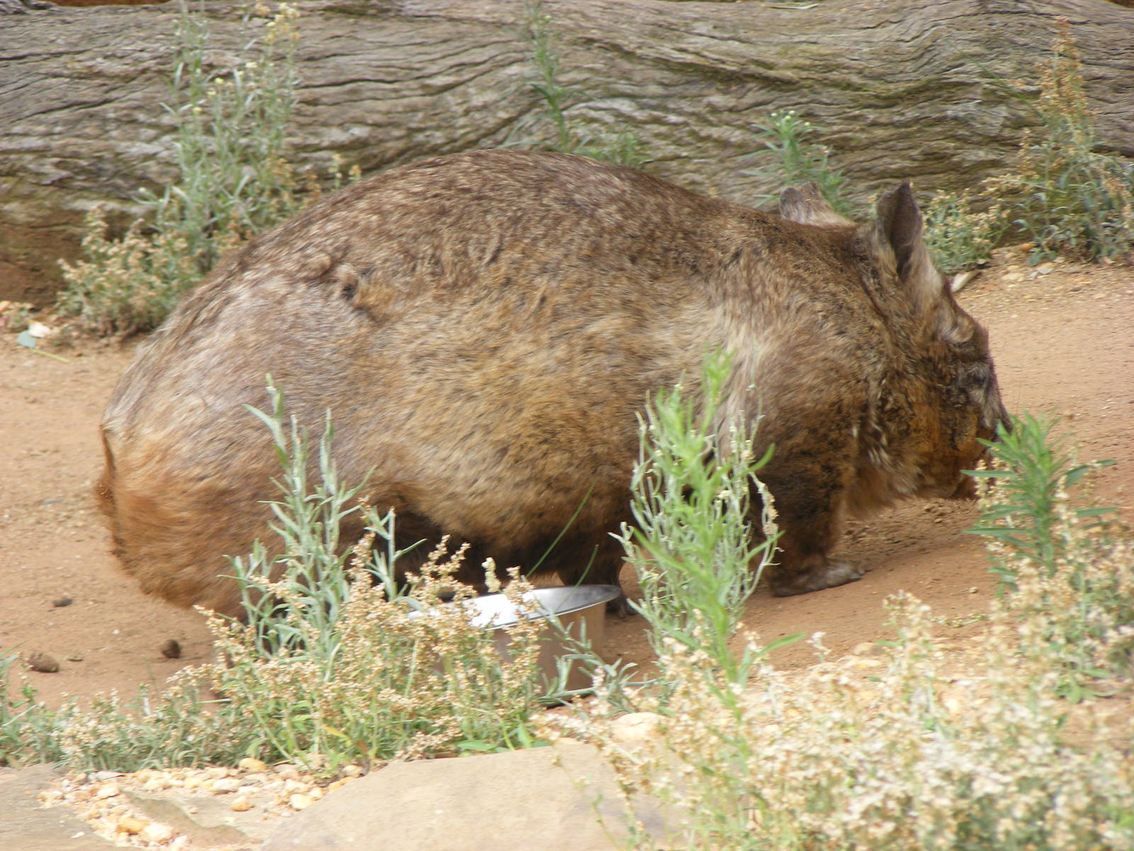 Southern Hairy-nosed Wombat - January, 2010