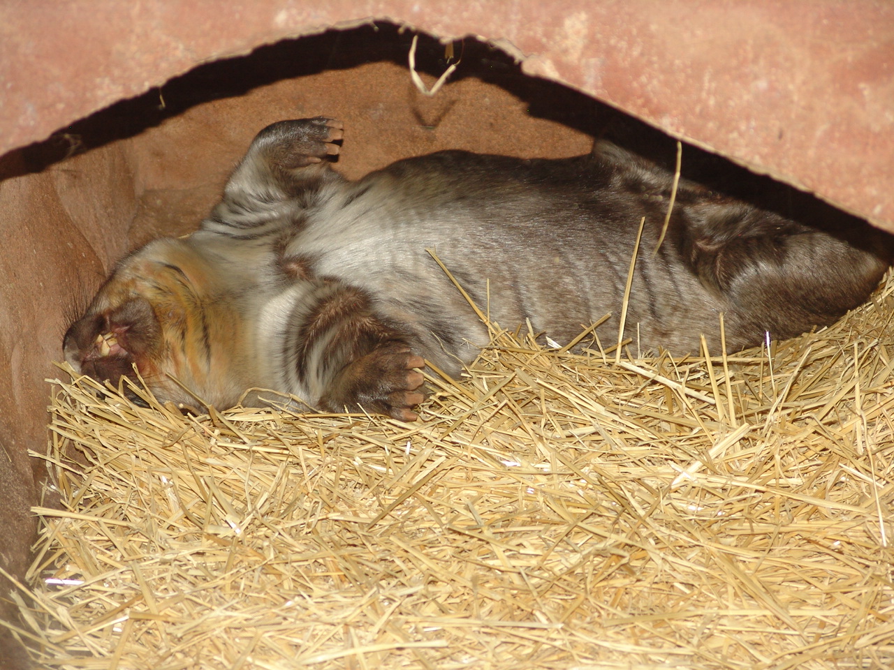 Southern Hairy-nosed Wombat (Lasiorhinus latifrons) sleeping