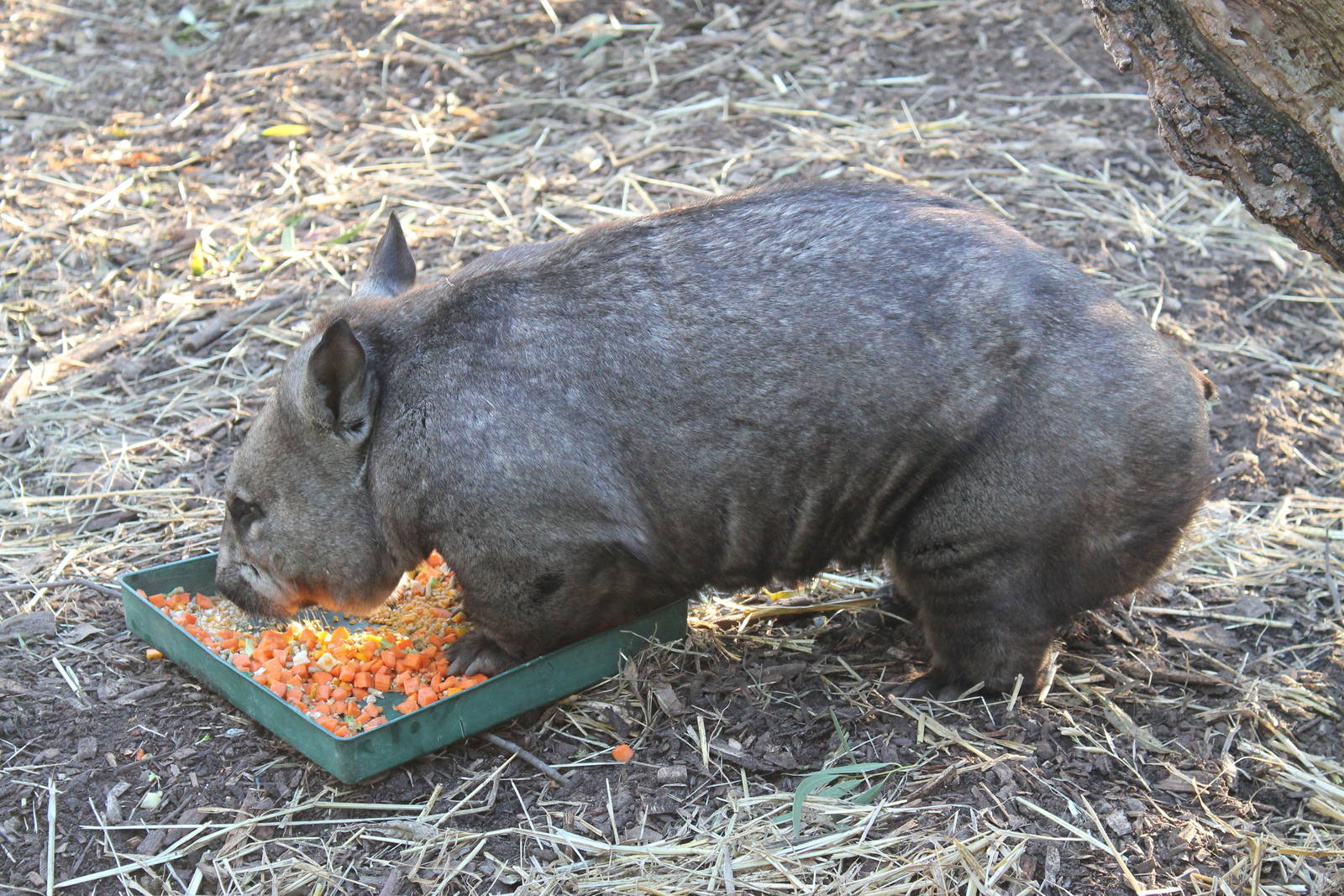 Southern hairy-nosed wombat (Lasiorhinus latifrons)