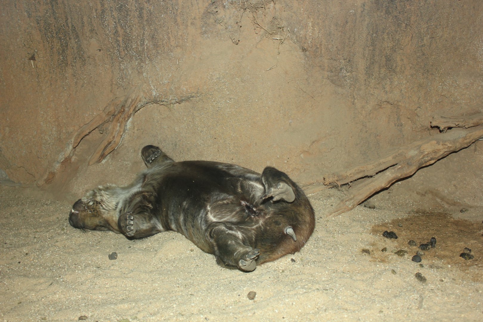 Southern Hairy-nosed Wombat (Lasiorhinus latifrons)