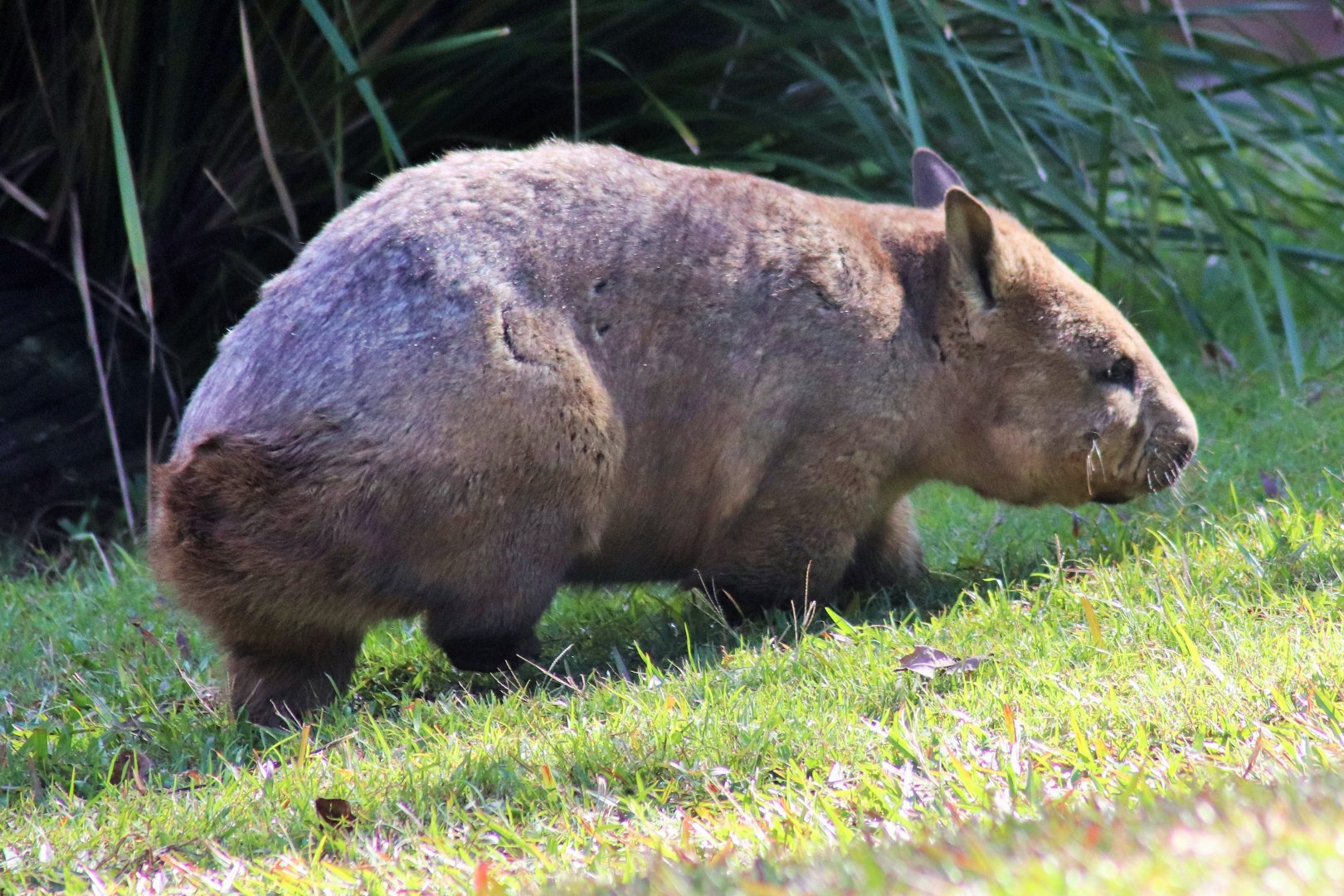 Southern Hairy-nosed Wombat (Lasiorhinus latifrons)