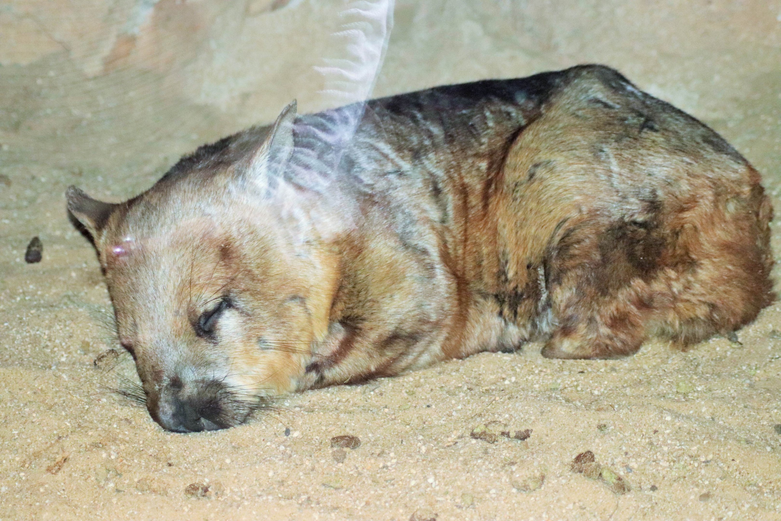 Southern Hairy-nosed Wombat (Lasiorhinus latifrons)