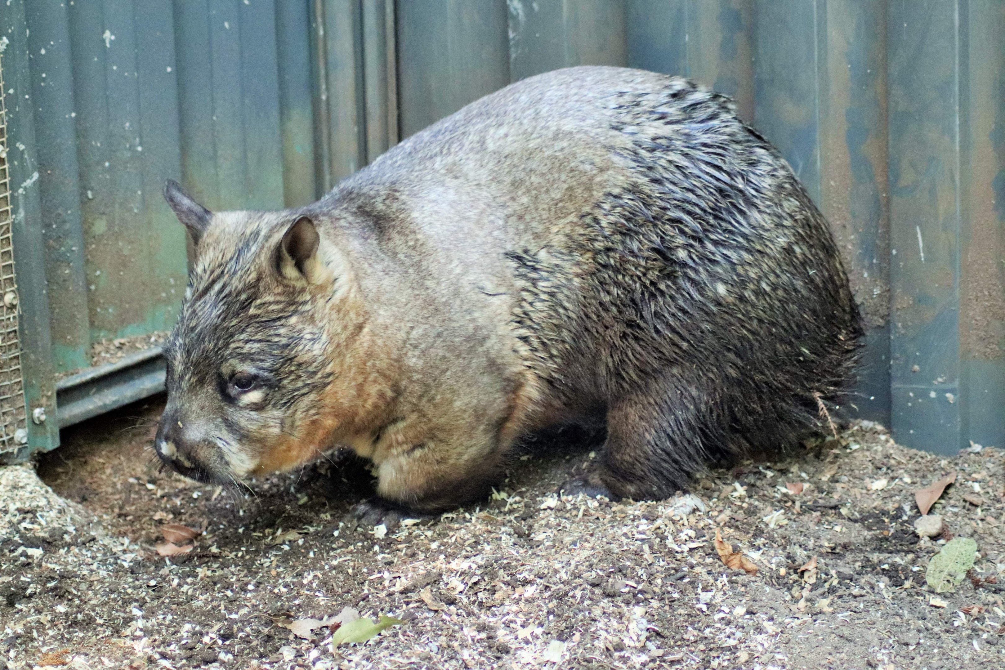 Southern Hairy-nosed Wombat (Lasiorhinus latifrons)