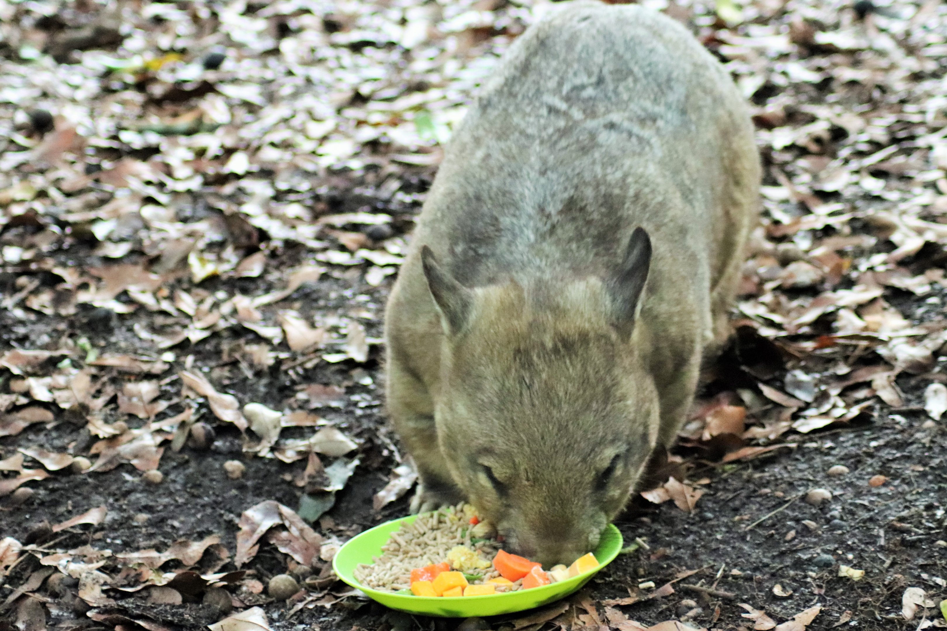 Southern Hairy-nosed Wombat (Lasiorhinus latifrons)