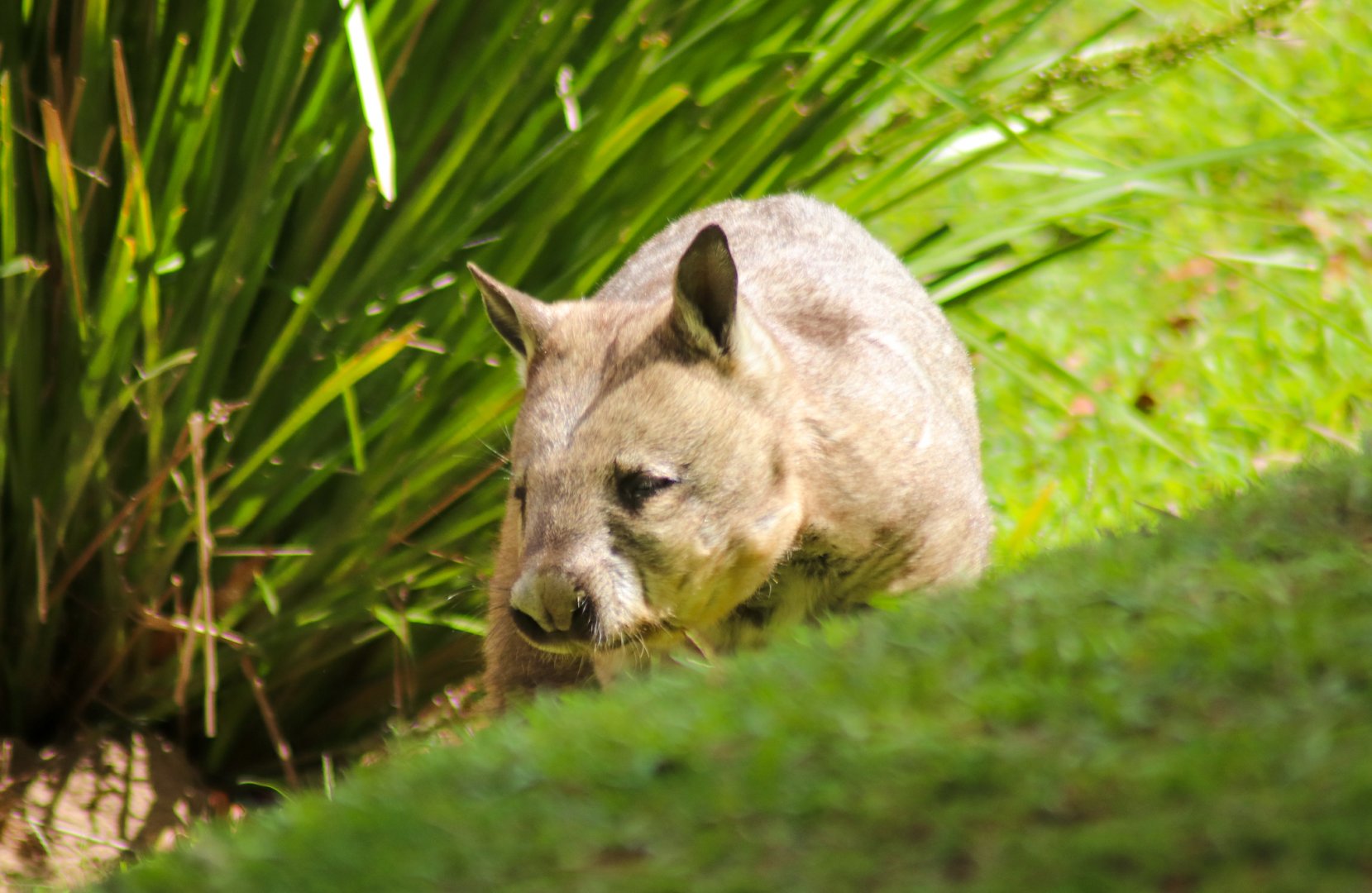 Southern Hairy-nosed Wombat (Lasiorhinus latifrons)