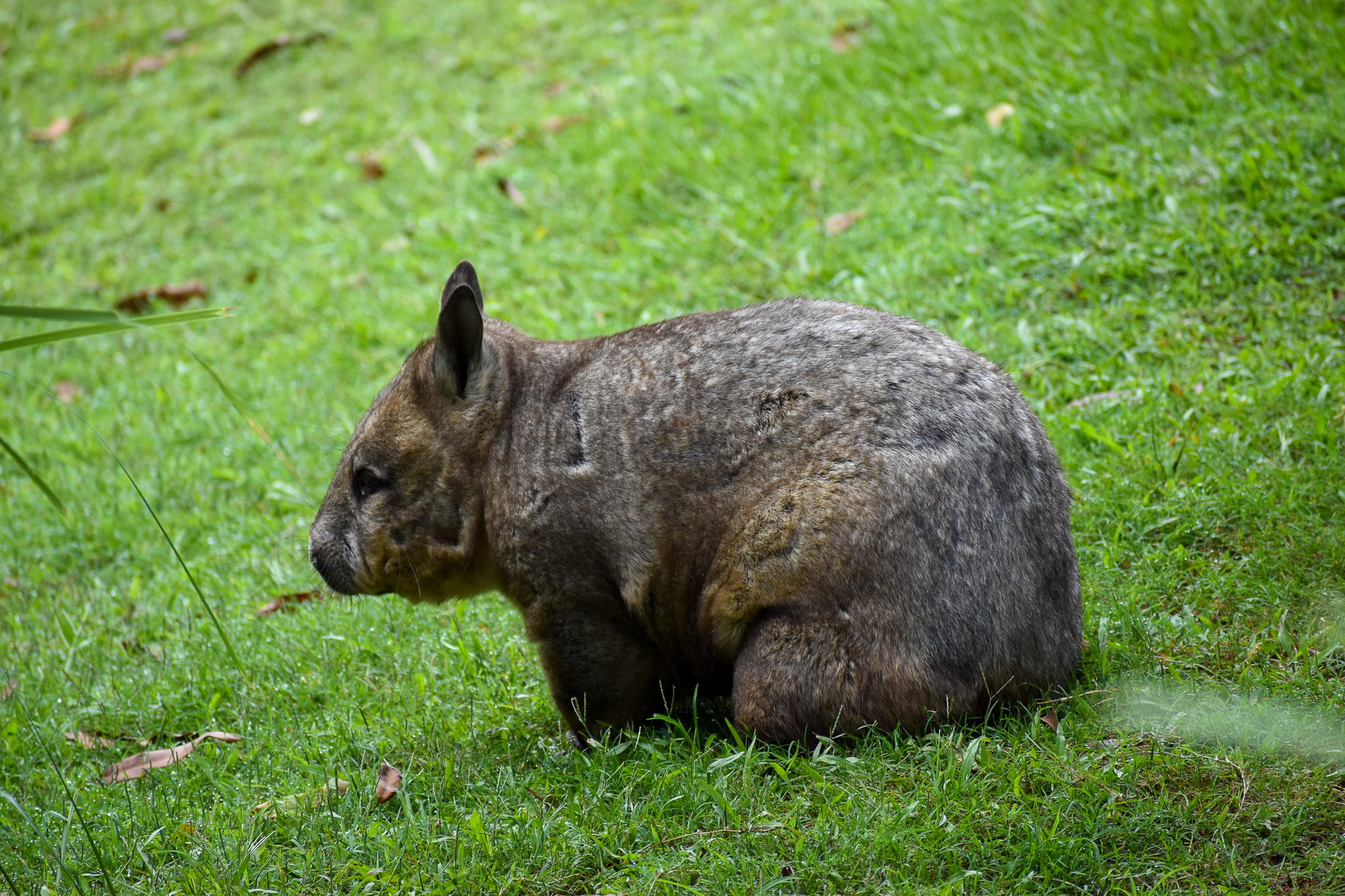 Southern Hairy-nosed Wombat (Lasiorhinus latifrons)