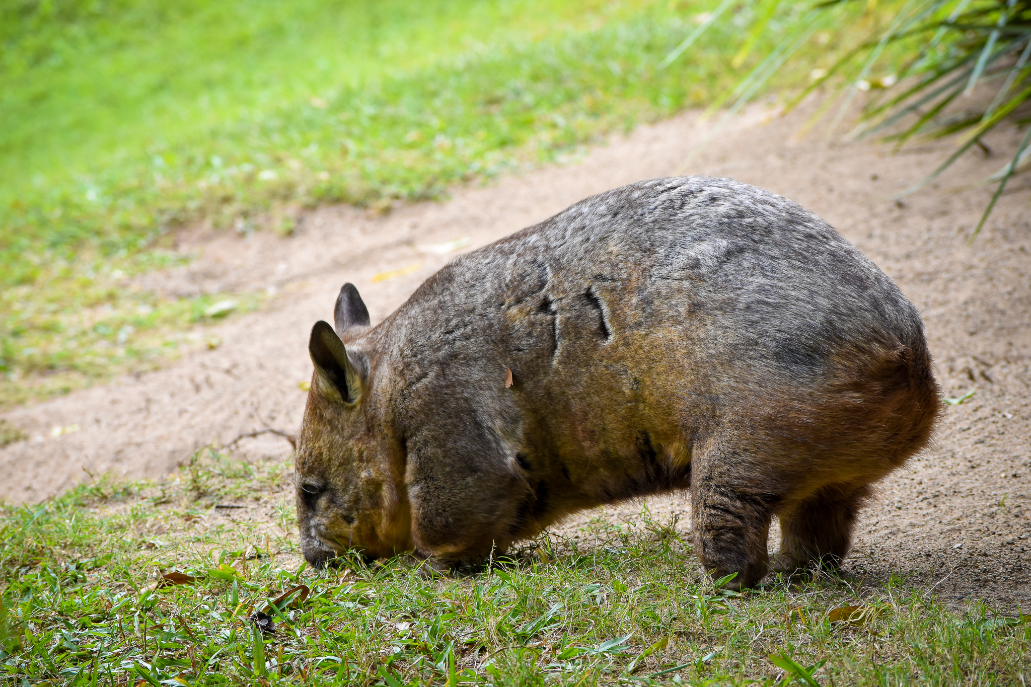 Southern Hairy-nosed Wombat (Lasiorhinus latifrons)