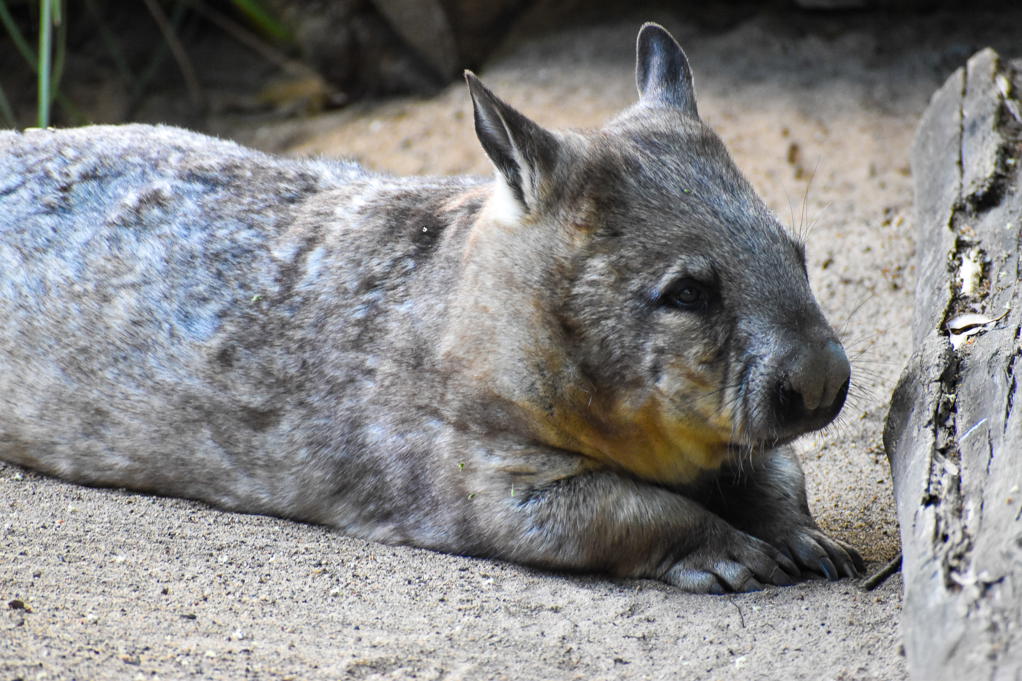 Southern Hairy-nosed Wombat (Lasiorhinus latifrons)