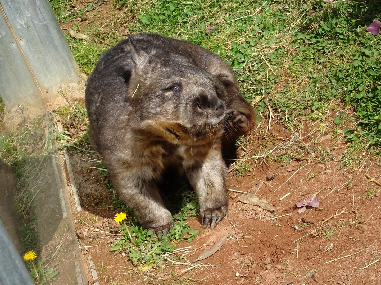 Southern Hairy-Nosed Wombat (Lasiorhinus latifrons)