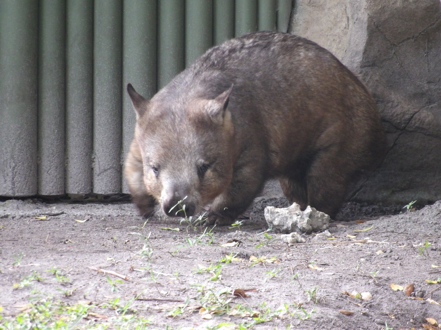 Southern Hairy-Nosed Wombat(Lasiorhinus latifrons)
