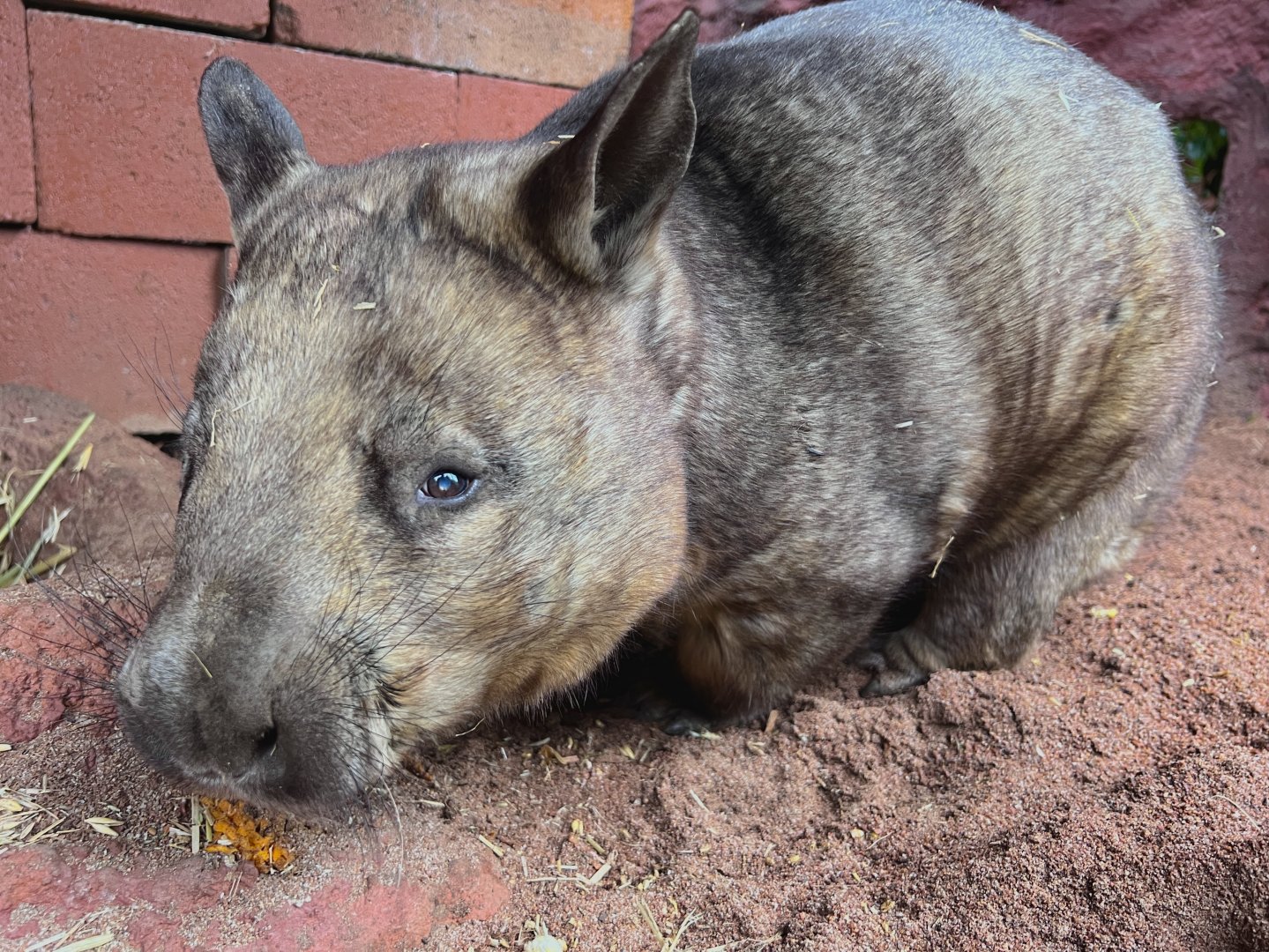Southern Hairy-Nosed Wombat (Lasiorhinus latifrons)
