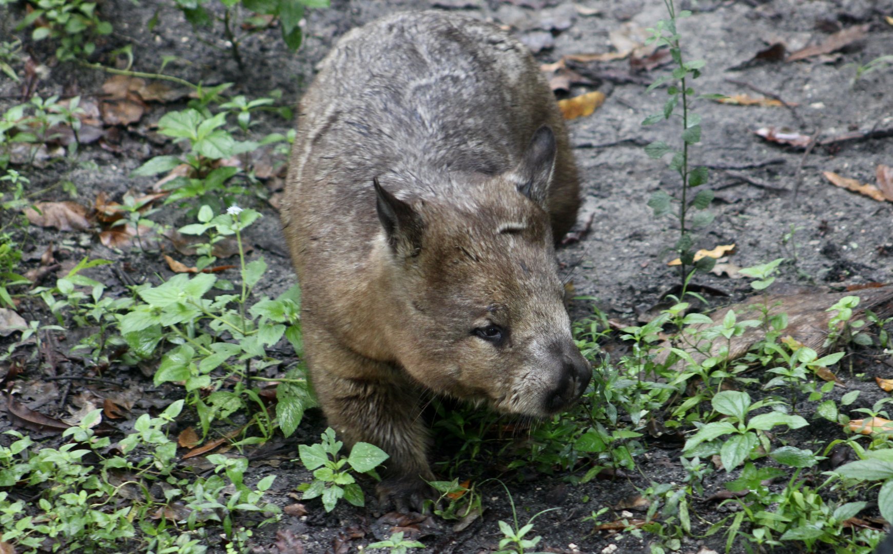 Southern Hairy-Nosed Wombat (Lasiorhinus latifrons)