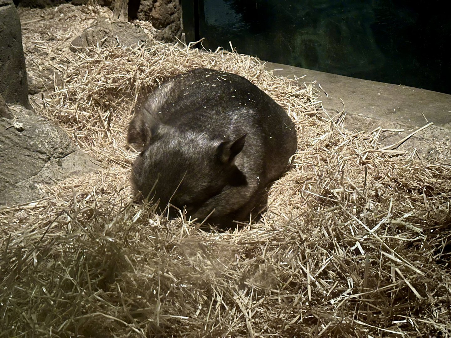 Southern hairy-nosed wombat (Lasiorhinus latifrons)