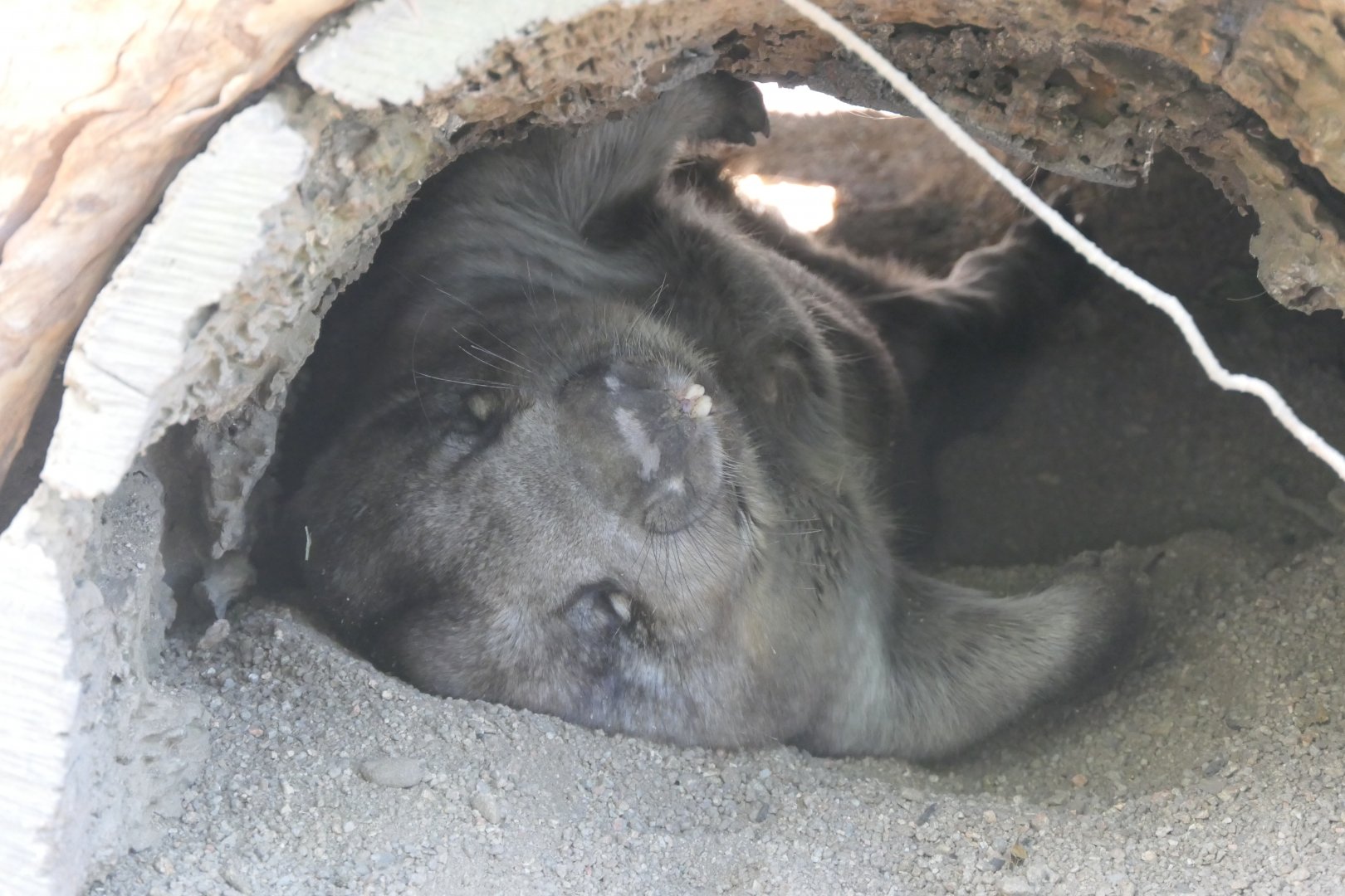 Southern Hairy-nosed Wombat (Lasiorhinus latifrons)