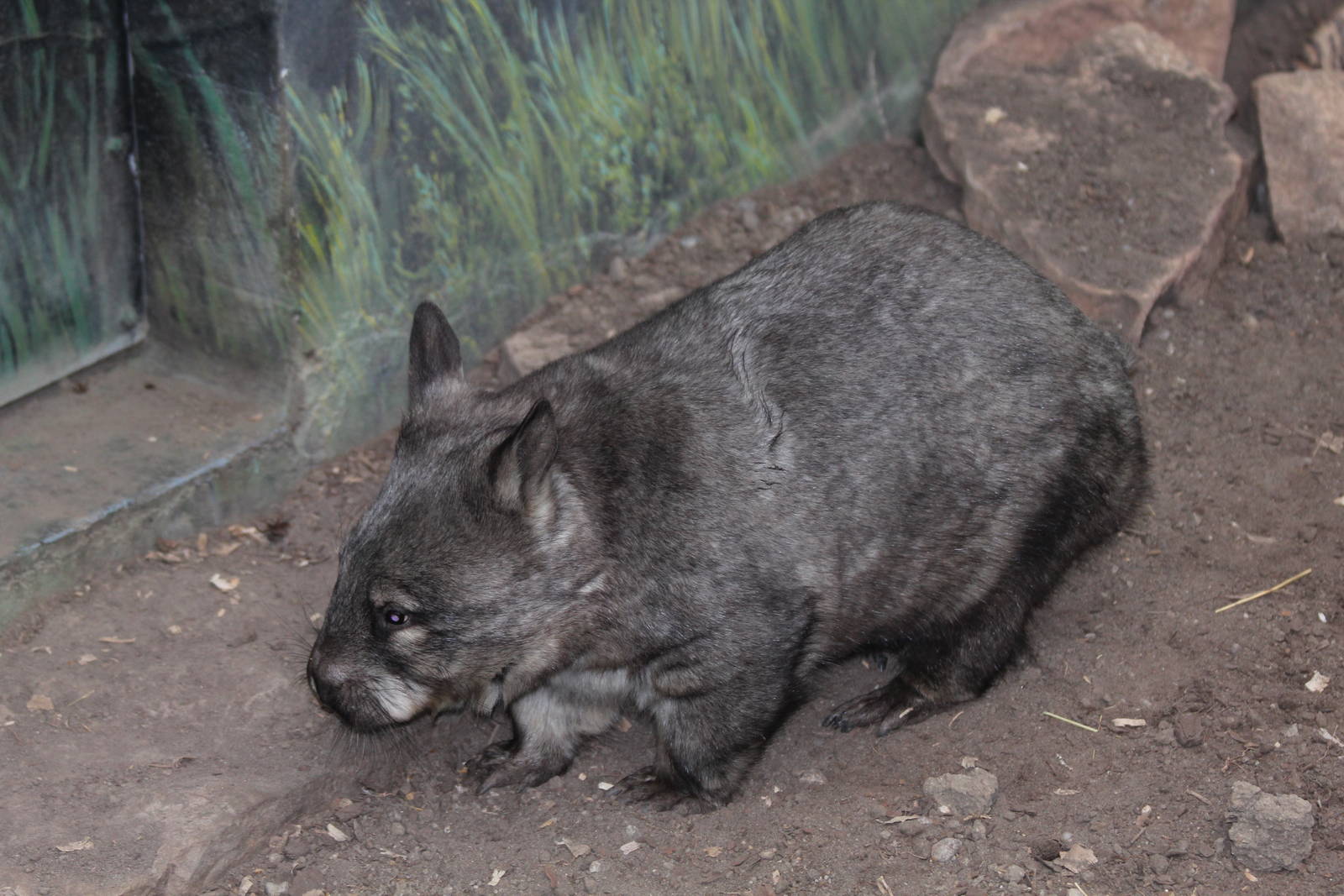 Southern Hairy-nosed Wombat - Nov 2012