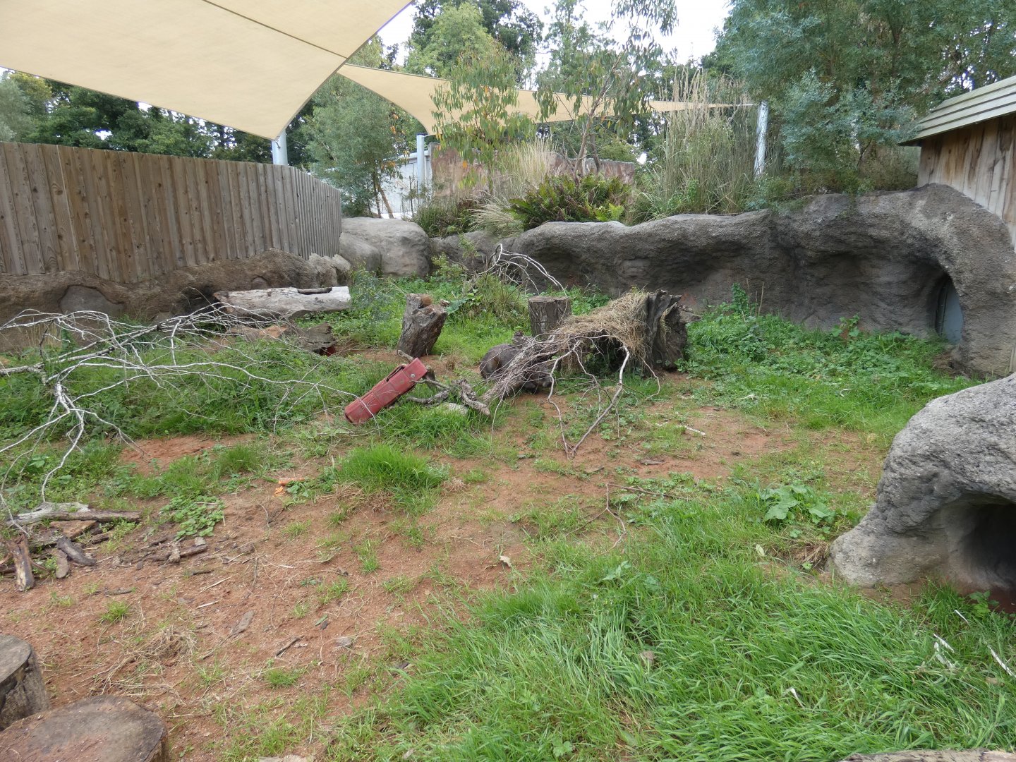 Southern Hairy-nosed Wombat outdoor enclosure