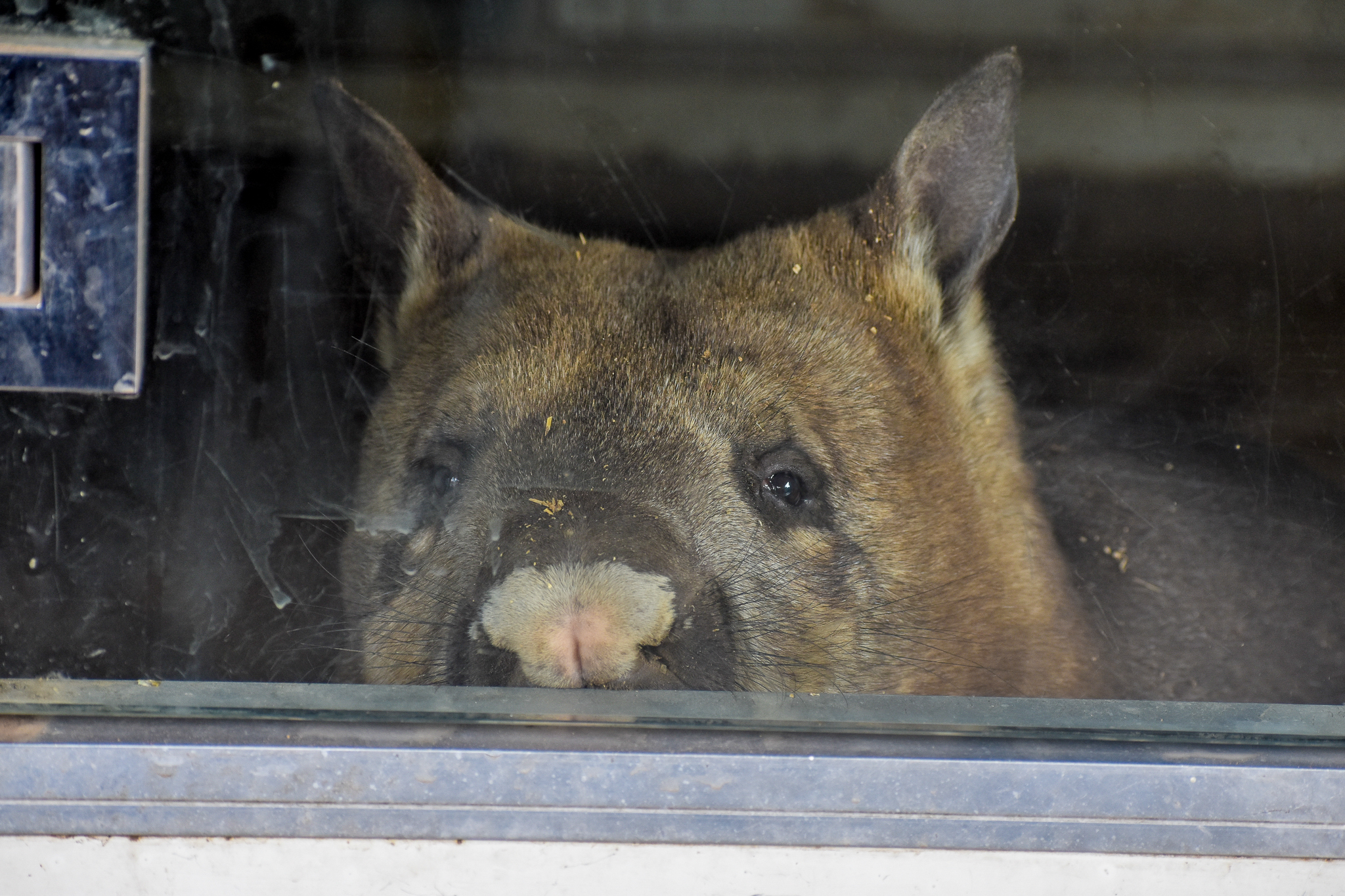 Southern Hairy-nosed Wombat peeking out of den