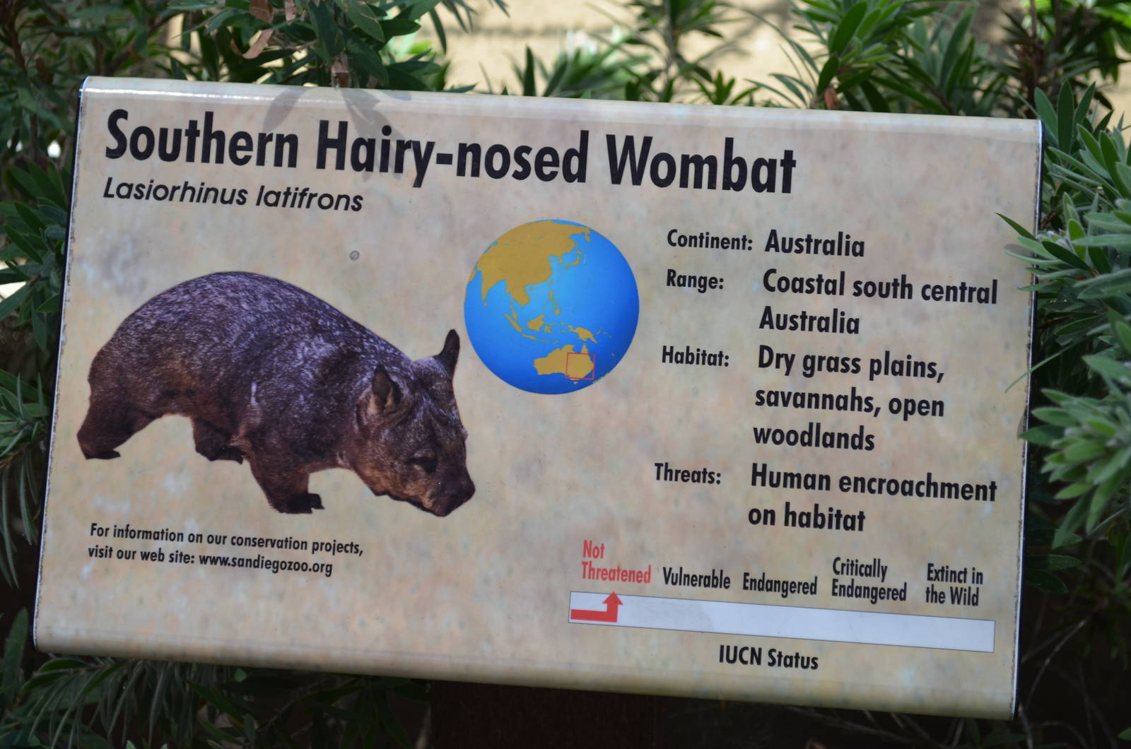 Southern Hairy-nosed Wombat Signage